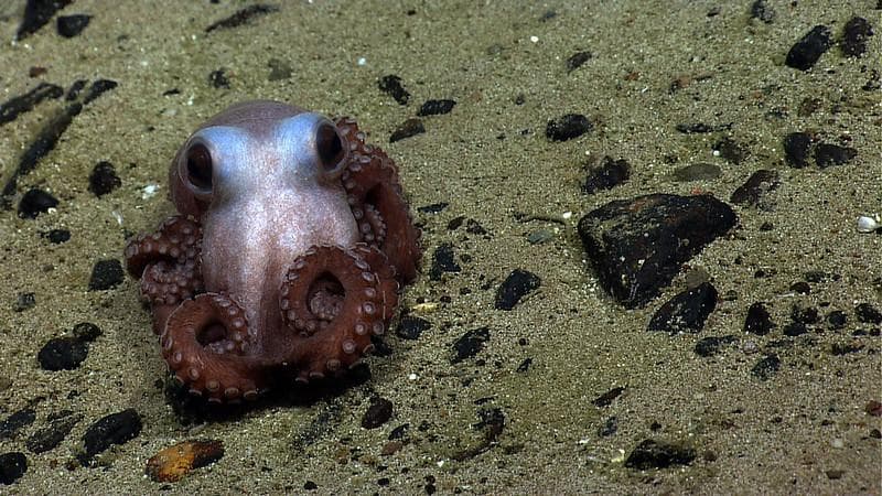 Saking cerdasnya, gurita bahkan bisa memimpin kawanan dengan hewan lain untuk berburu mangsa, lo. (Flickr/NOAA Ocean Exploration &amp; Research)