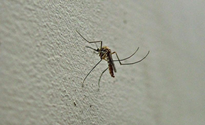Warna cat bisa mengundang nyamuk masuk ke dalam rumah. (Flickr/Ashok Prabakaran)
