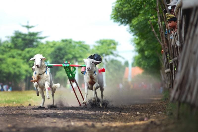 Karapan kambing rutin digelar pada musim panen. (FB/Rwien Kristanto Galery)