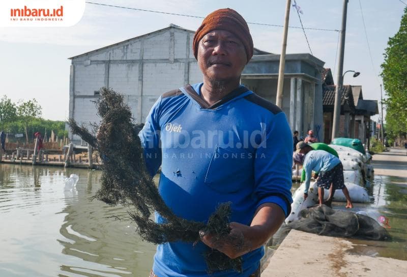 Hasil rumput laut kering yang dikembangkan di tambak ikan di Desa Purworejo, Kecamatan Bonang, Kabupaten Demak. (Inibaru.id/ Sekarwati)