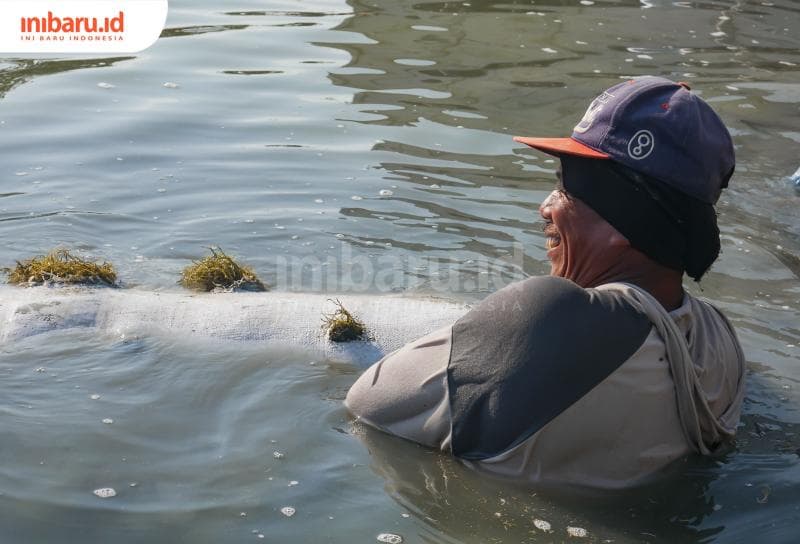 Petani tambak menanen rumput laut yang telah dibudidayakan di tambak ikan yang terkena rob. (Inibaru.id/ Sekarwati)