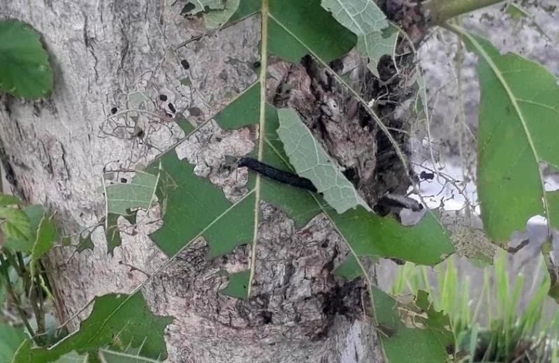 Fenomena ulat jati di Gunungkidul, menggantung di jalanan dan bikin resah pengendara sepeda motor. (Detik/Ainur Rofiq)