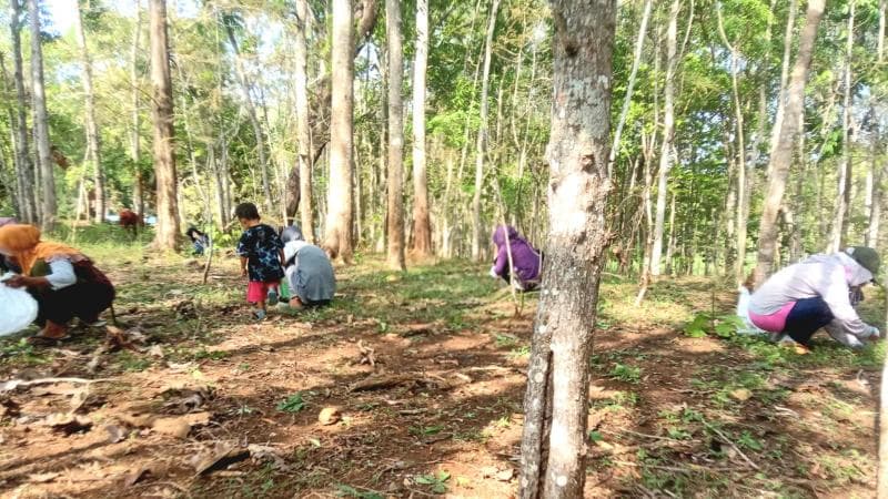 Warga Gunungkidul mencari ulat jati untuk dijadikan makanan. (Suryapos/BLY)