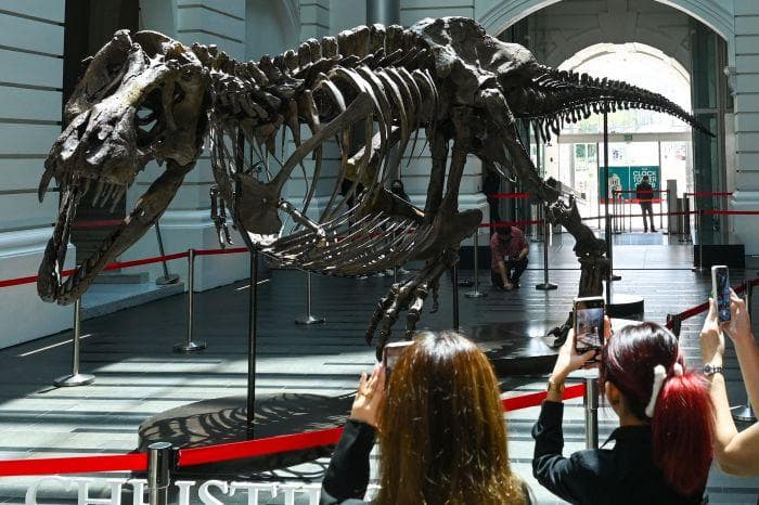 Ilustrasi: Para ilmuwan mengungkapkan&nbsp;T-rex terbesar amat mungkin memiliki berat hingga 15 ton. (AFP/Roslan Rahman)