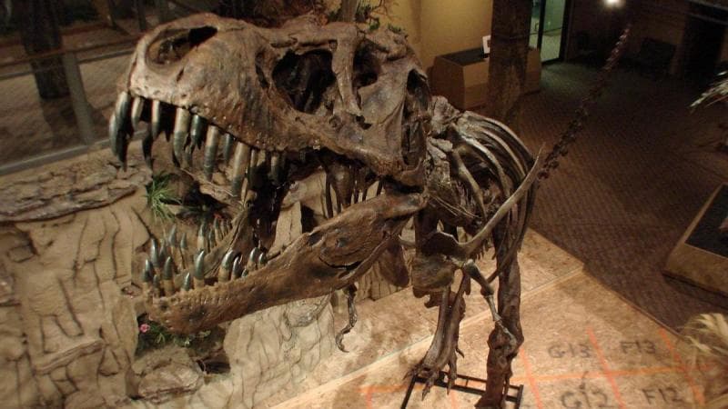 Ilustrasi:  Ukuran dan berat T-rex jauh lebih besar daripada yang ditemukan ilmuwan mana pun sejauh ini. (Wikimedia Commons/Ian Juby)