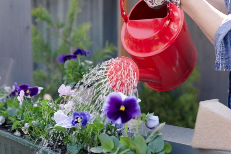 Menyiram tanaman dengan air bekas cucian. (Parapuan/Artursfoto)